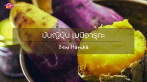 มันญี่ปุ่น เบนิฮารุกะ